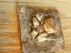 dscn2551